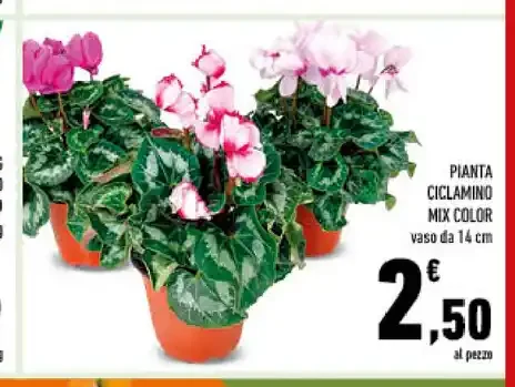 Pianta ciclamino mix color