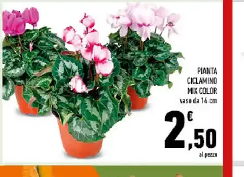 Pianta ciclamino mix color