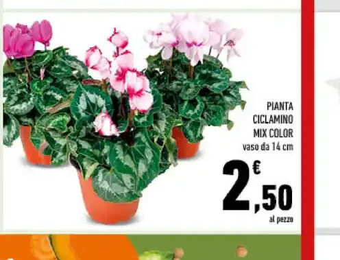 Pianta ciclamino mix color