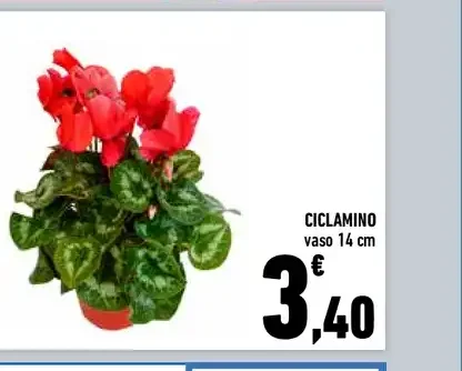 Ciclamino