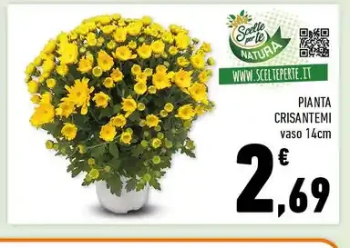 Pianta crisantemi
