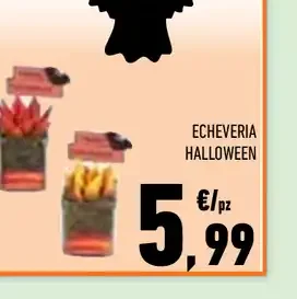 Echeveria Halloween