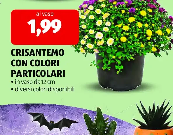 Crisantemo con colori particolari