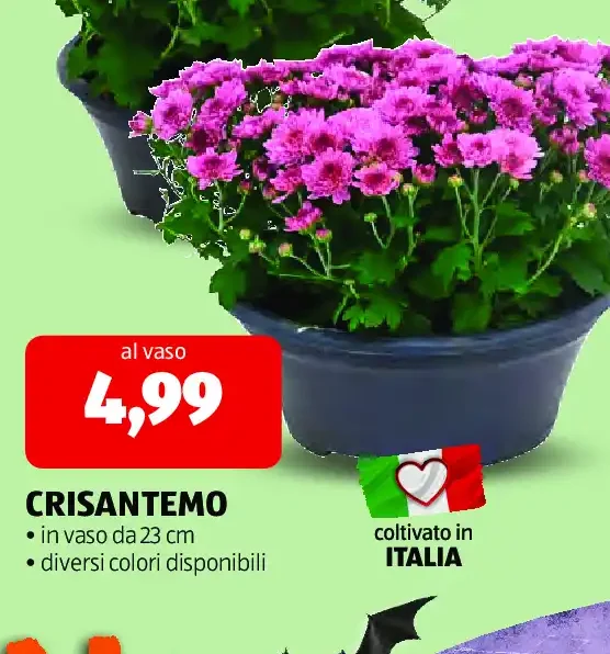 Crisantemo