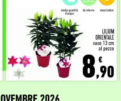 Lilium orientale