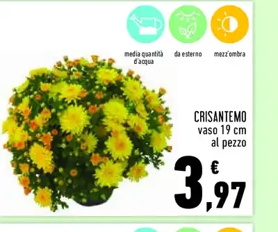 Crisantemo