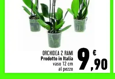 Orchidea 2 rami