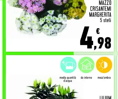Mazzo crisantemi margherita