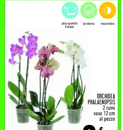 Orchidea Phalaenopsis