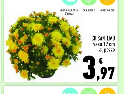 Crisantemo