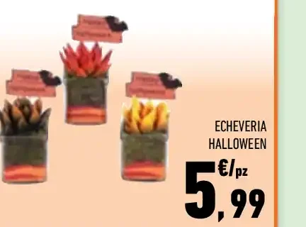 Echeveria Halloween