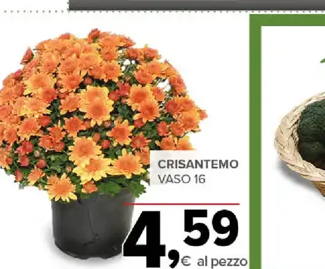 Crisantemo