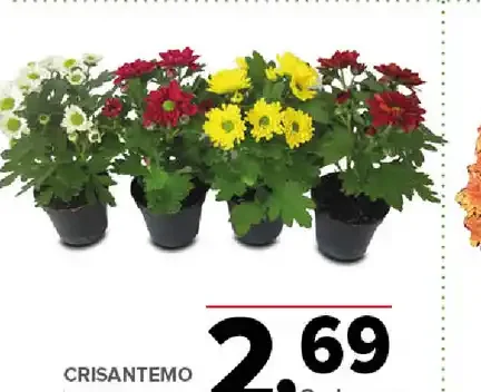 Crisantemo
