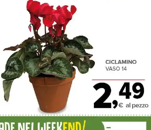 Ciclamino