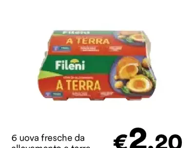 Uova fresche da allevamento a terra