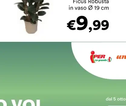 Ficus Robusta
