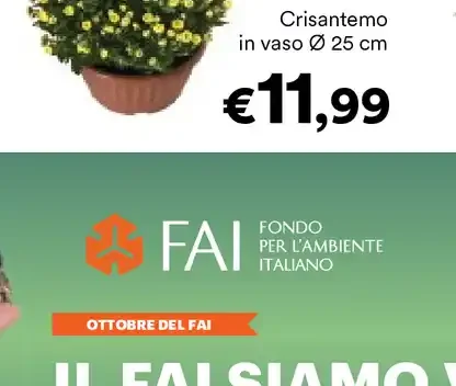 Crisantemo