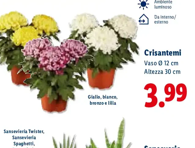 Crisantemi