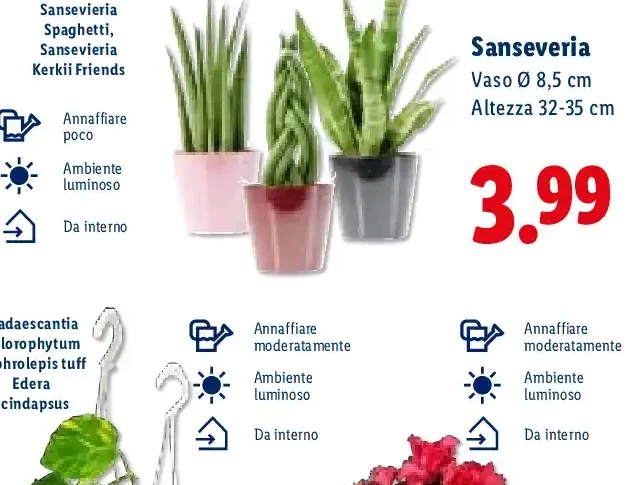Sansevieria