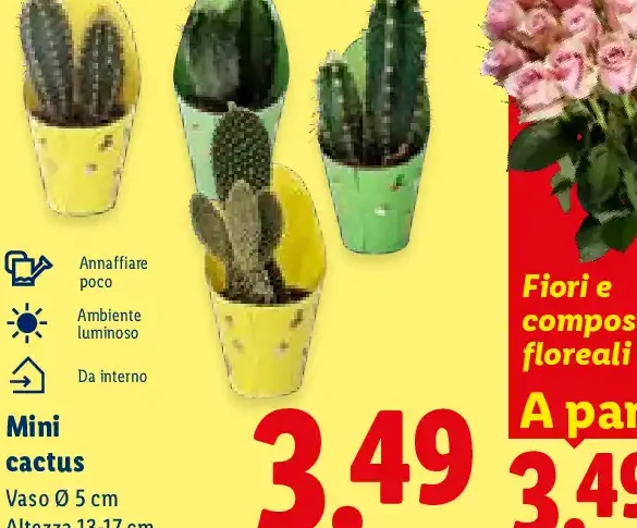 Mini cactus