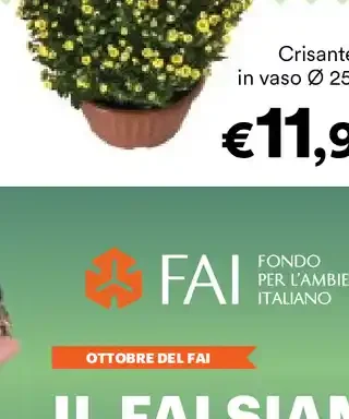 Crisantemo
