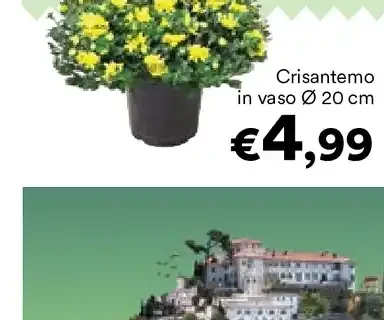 Crisantemo
