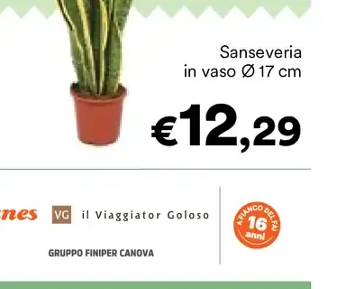 Sansevieria