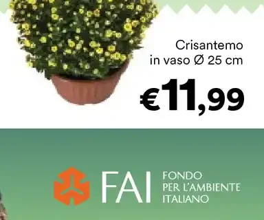 Crisantemo
