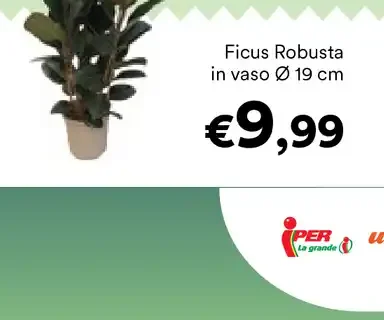 Ficus Robusta