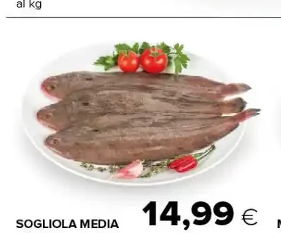 Sogliola media