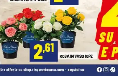 Rosa in vaso