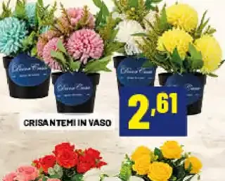 Crisantemi in vaso