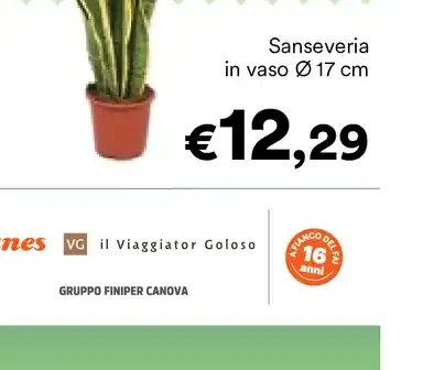 Sansevieria