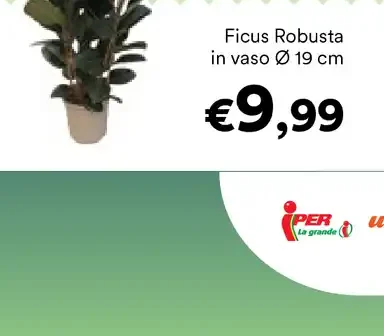 Ficus Robusta