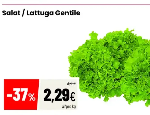 Lattuga Gentile