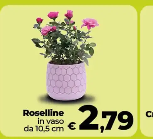 Roselline