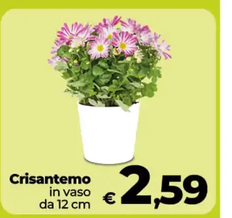 Crisantemo