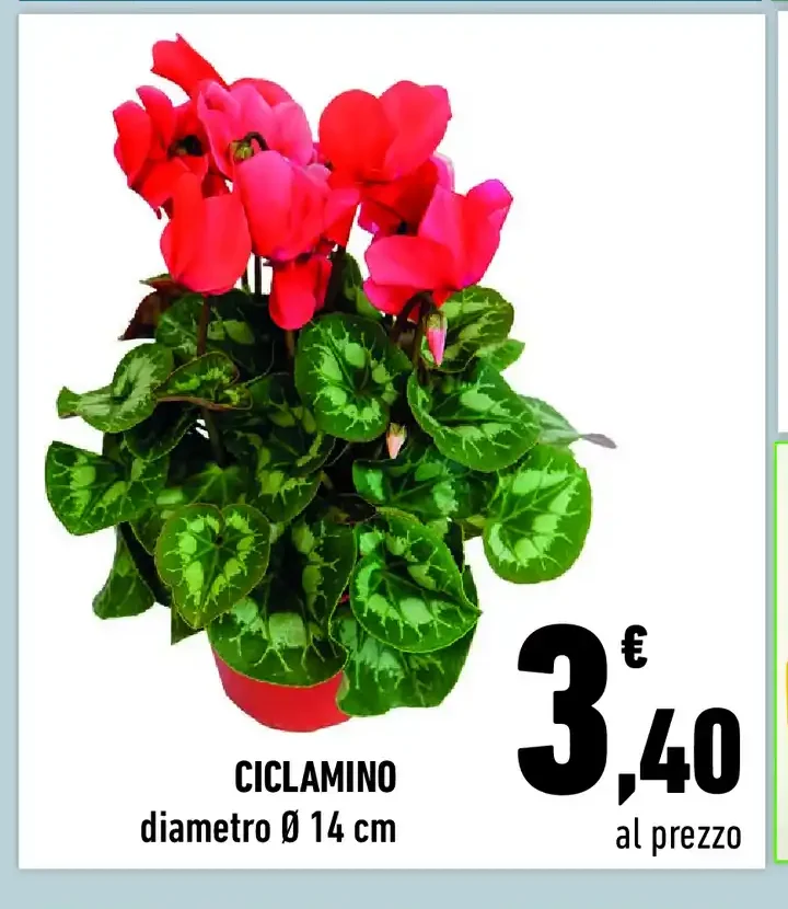 Ciclamino