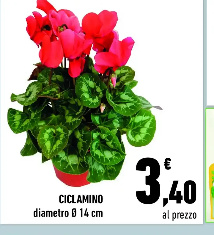 Ciclamino