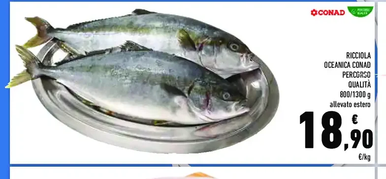 Ricciola oceanica
