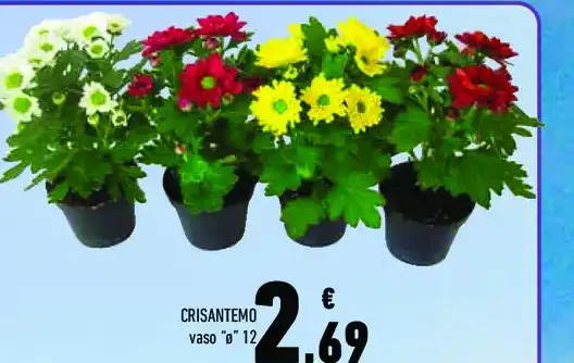 Crisantemo