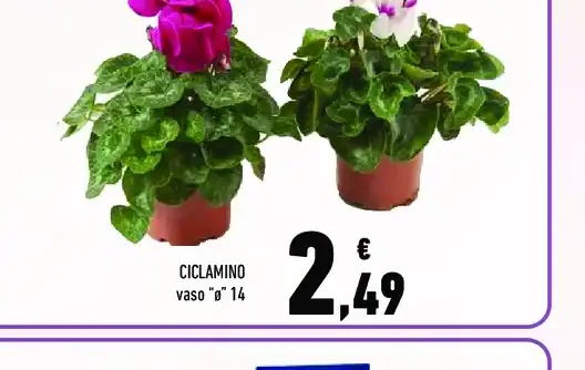 Ciclamino