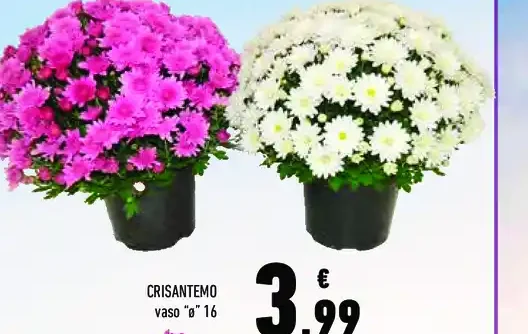 Crisantemo