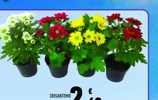 Crisantemo