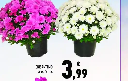 Crisantemo