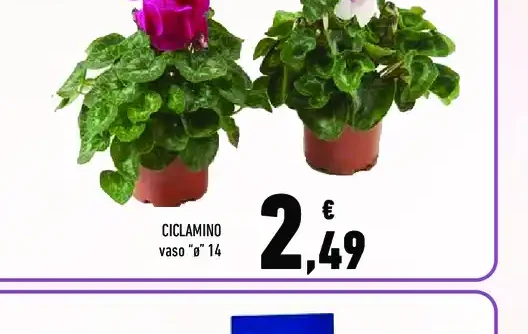 Ciclamino