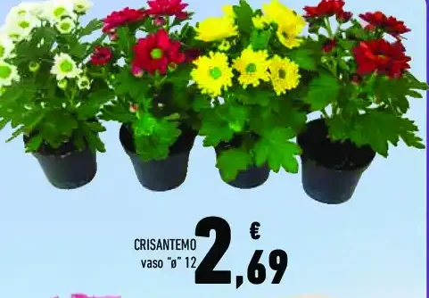 Crisantemo