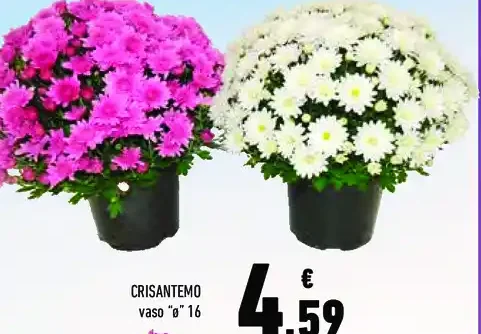 Crisantemo
