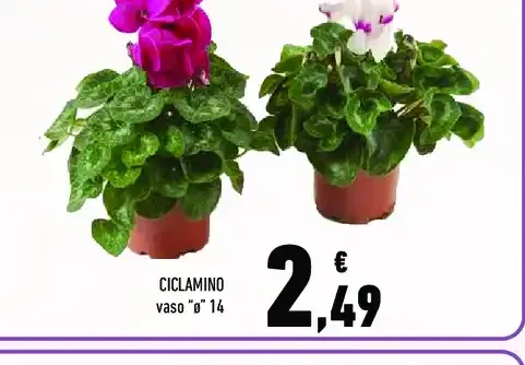 Ciclamino