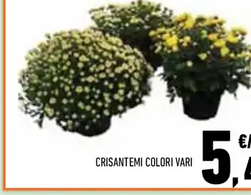 Crisantemi colori vari
